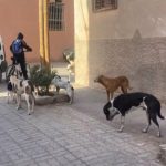 ورزازات.. انتشار الكلاب الضالة يثير قلق التلاميذ والأسر بمحيط المؤسسات التعليمية